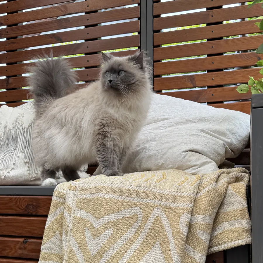 Katze auf einer Sitzbank vor einem Sichtschutz aus Holz